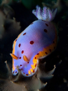Chromodoris loringi, Kurnell by Doug Anderson 
